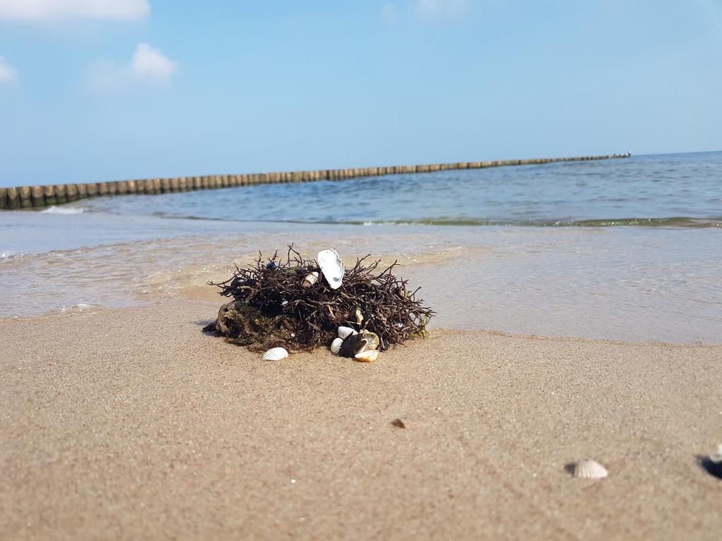 Ferienwohnung Strandwurzel Zempin Zewnętrze zdjęcie